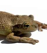 user portrait