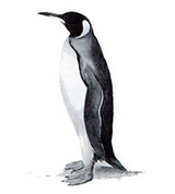 user portrait